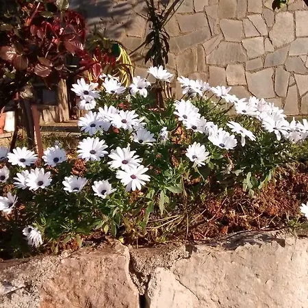 Olympia House Appartement *